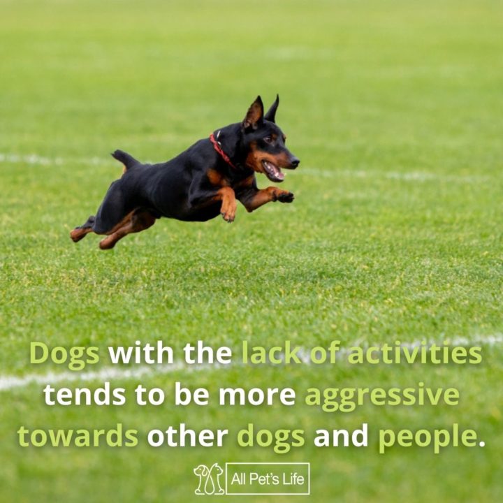 types of dog treadmills aggressive