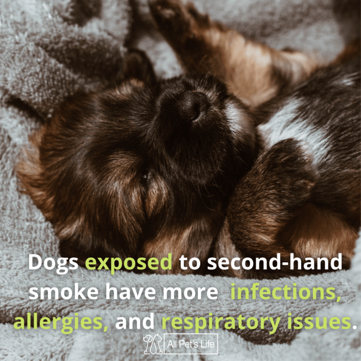 Dog Snoring? The Reasons and 11 Solutions [2021 REVIEWS] All Pet's Life