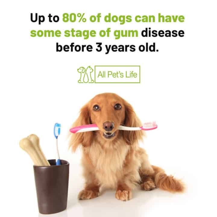 up to 80 of dogs can have some stage of gum disease before 3 years old