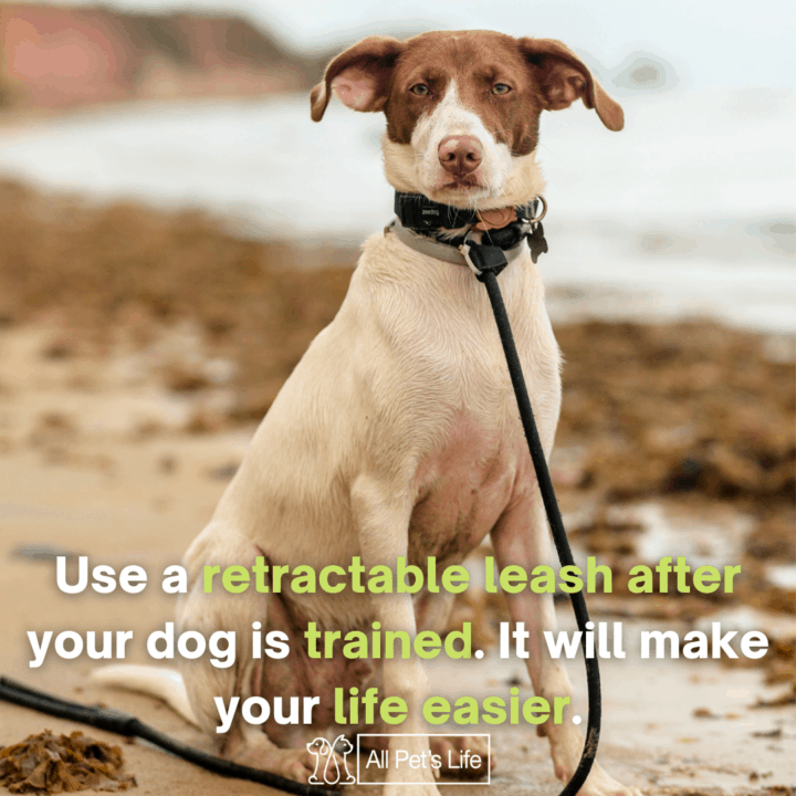 dog sitting on the sand