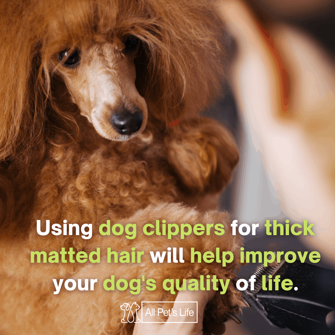 5 Best Dog Clippers for Matted Hair 2021 [Reviews] All Pet's Life