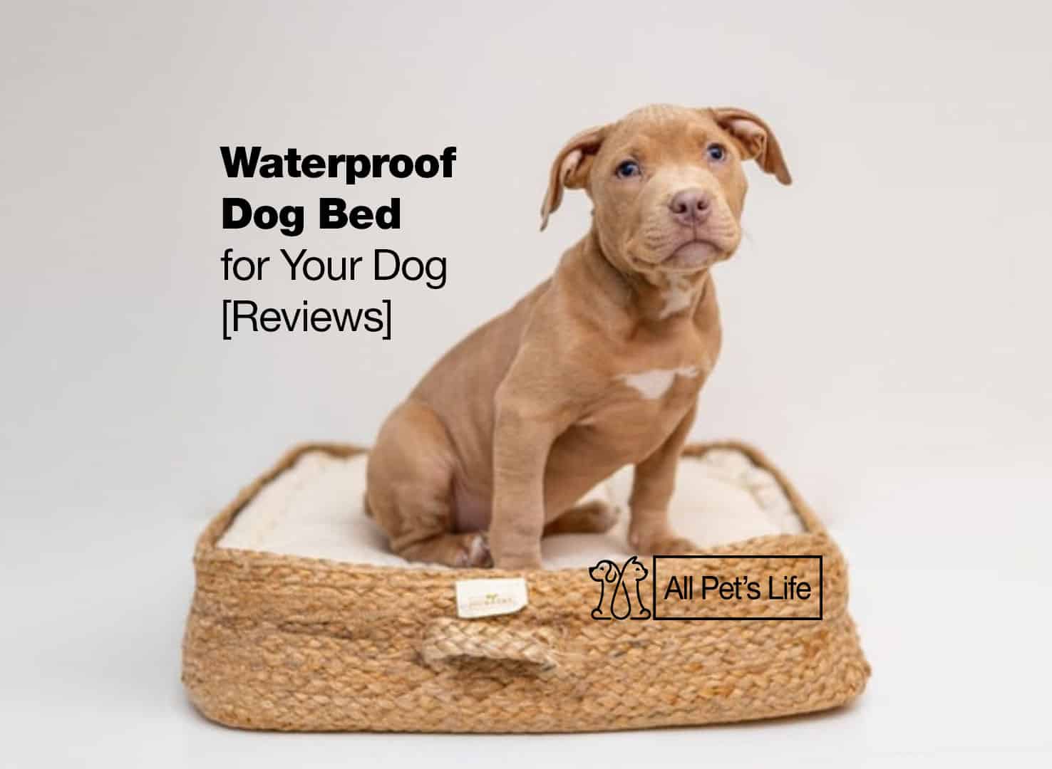 12 Waterproof Dog Bed Options [2023] All Pet's Life