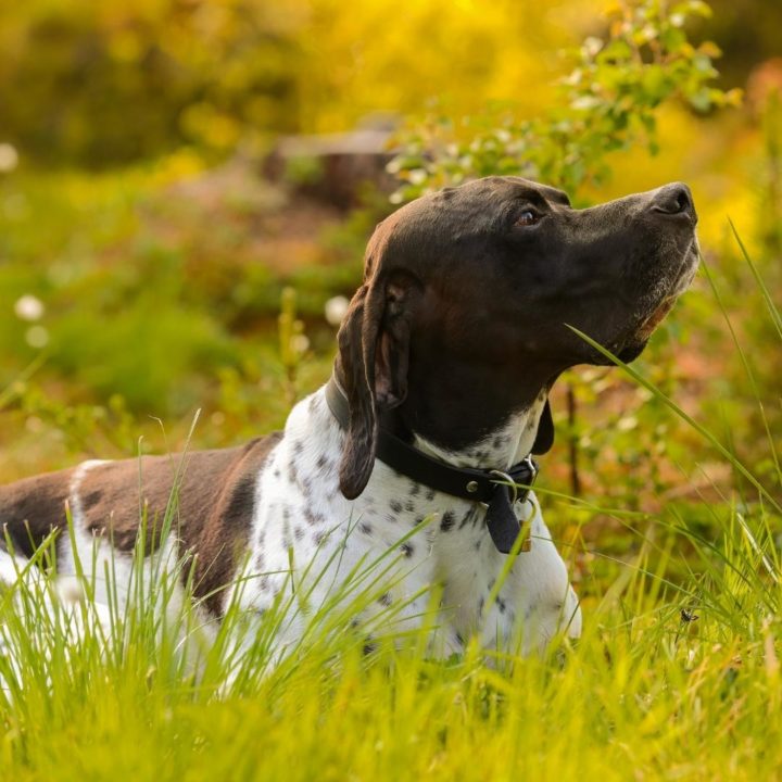 weird dog breeds catalburun