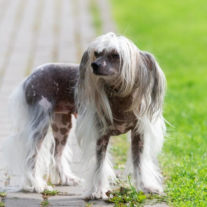 weird dog breeds crested