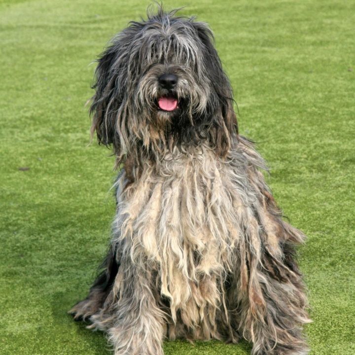 weird dog mixes bergamasco