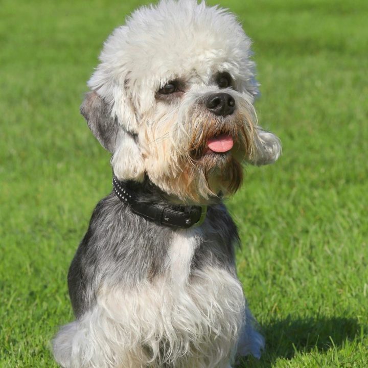 weird dog mixes dandie