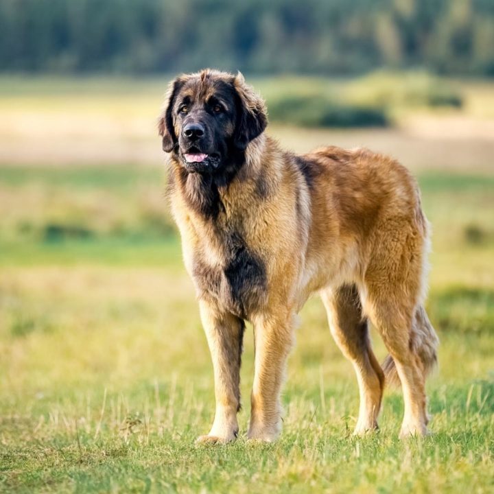 weird dog mixes leonberger