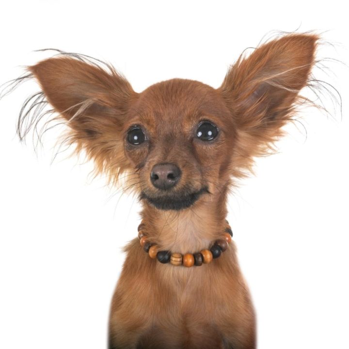 weird dog mixes russkiy