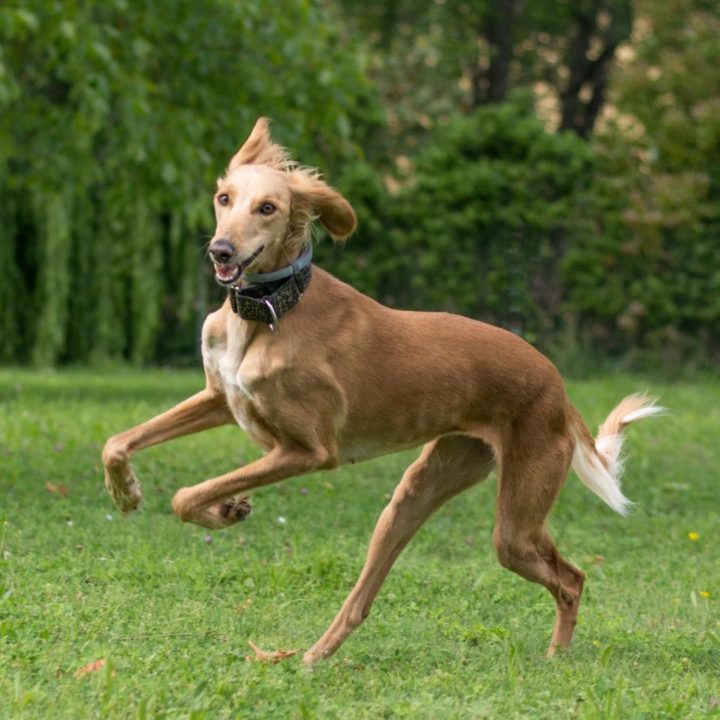weird dog mixes saluki