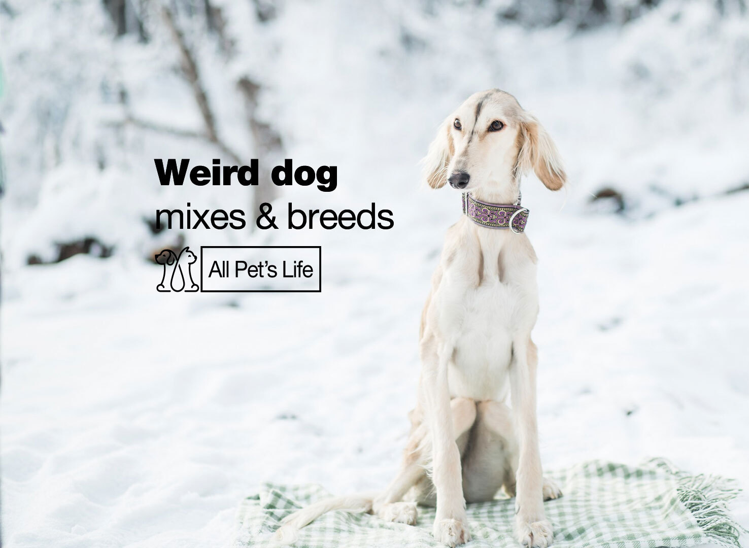 20 Weird dog mixes & breeds [2023] All Pet's Life