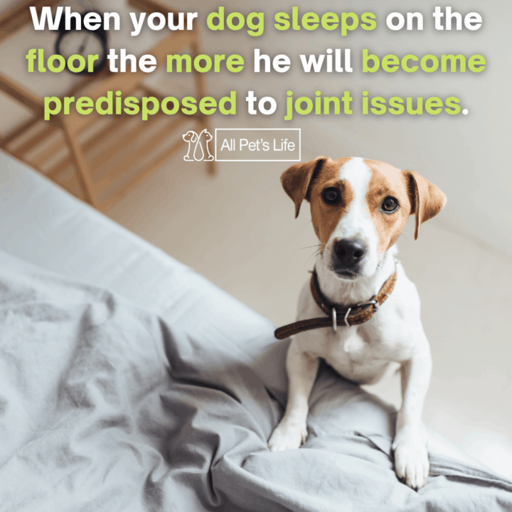 dog standing beside the bed
