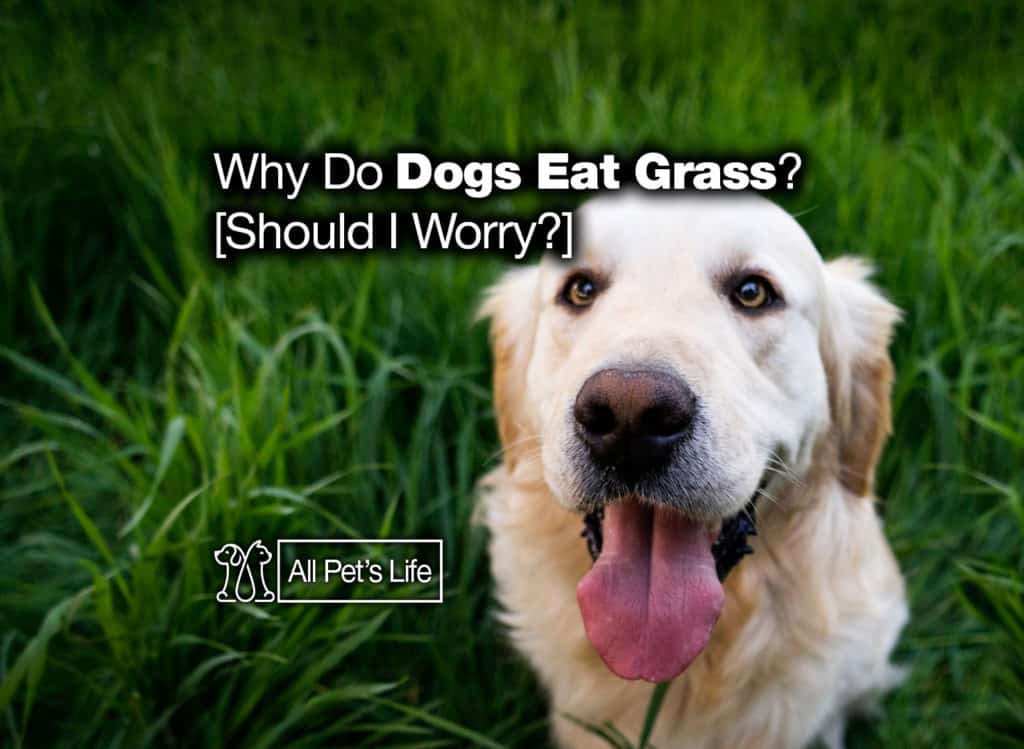 Why Do Dogs Eat Grass and Weeds? [Should I Worry?] - All Pet's Life