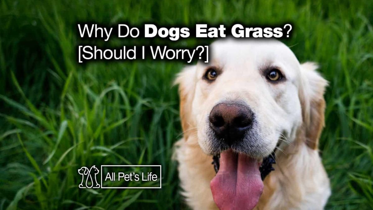 Why Do Dogs Eat Grass And Weeds Should I Worry All Pet S Life