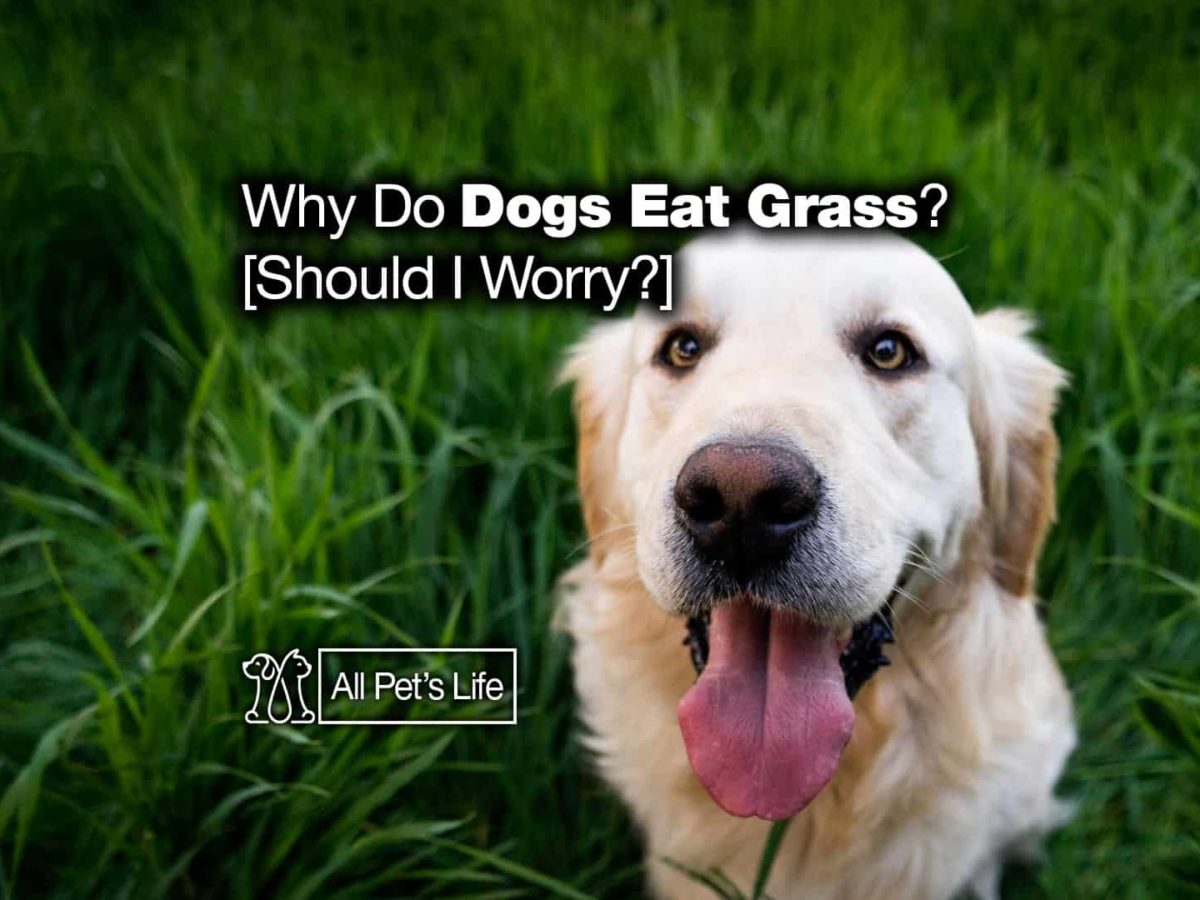Why Do Dogs Eat Grass And Weeds Should I Worry All Pet S Life