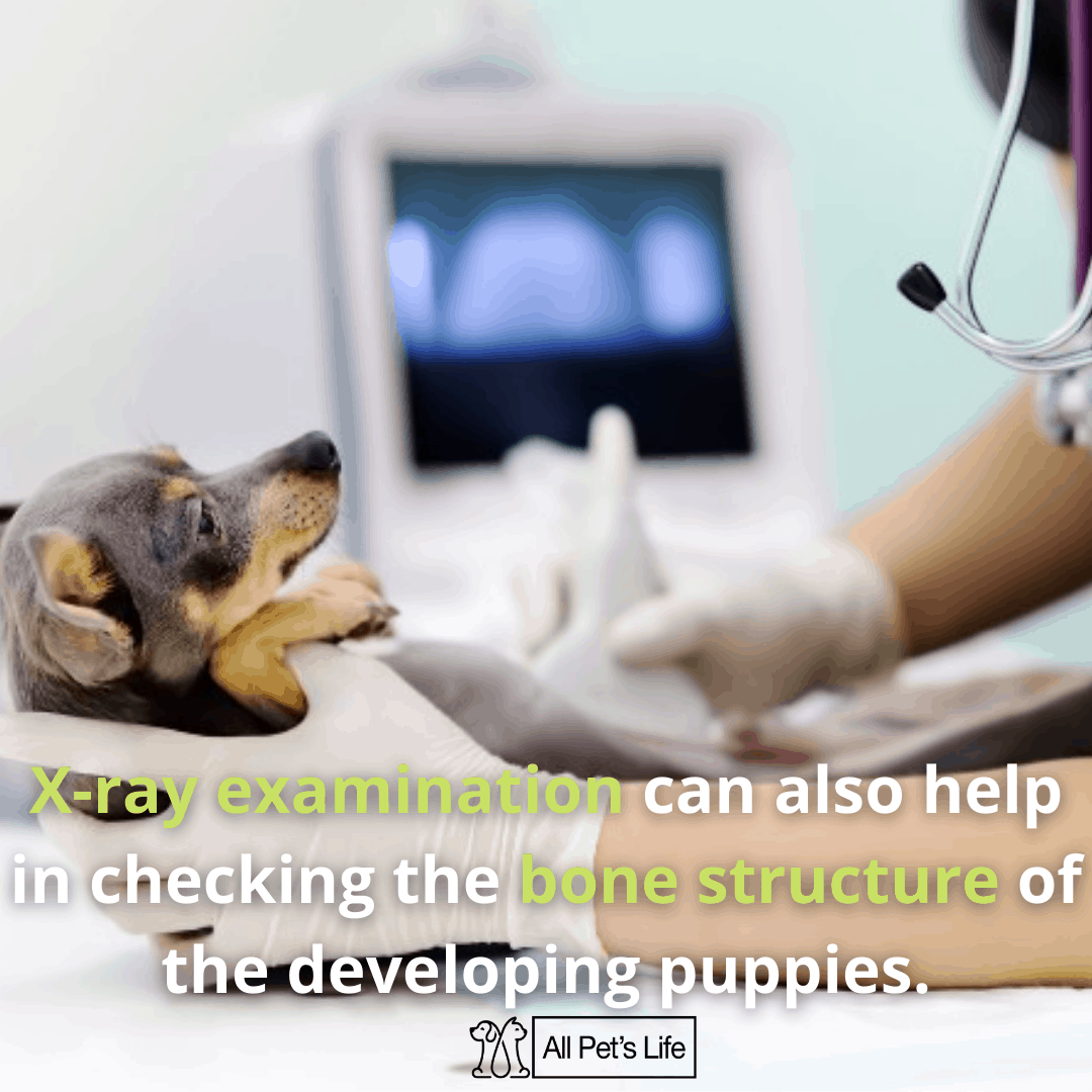 7 Dog Pregnancy Test Kits You Can Use at Home [2021 REVIEWS] All Pet