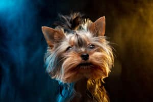 yorkshire terrier dog