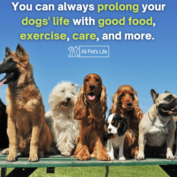 different types of breed sitting on a bench