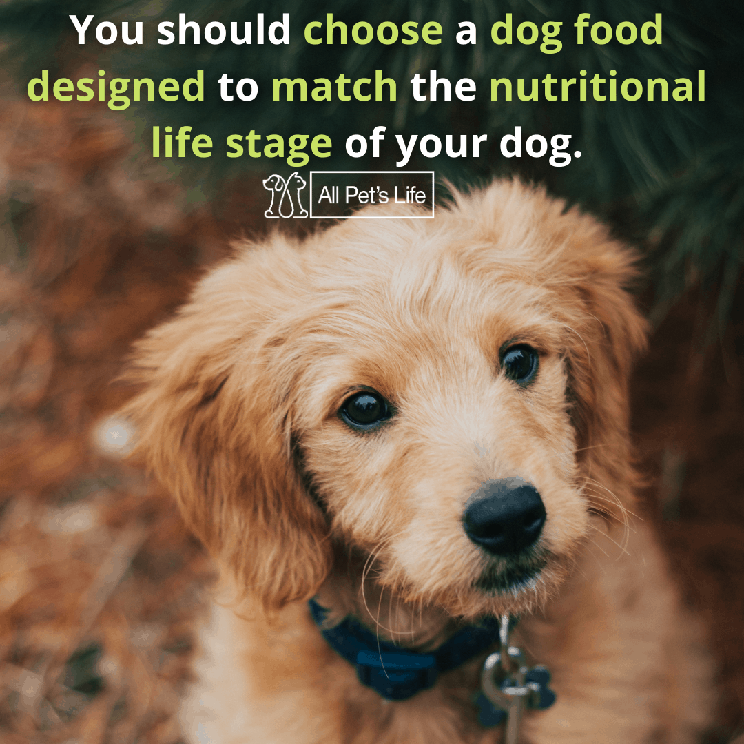 Top 10 Best Dog Food for Goldendoodles 2021 [Reviews] All Pet's Life