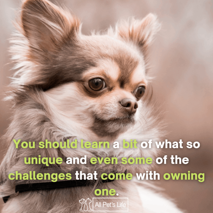 long haired chihuahua