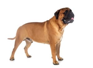 young bullmastiff